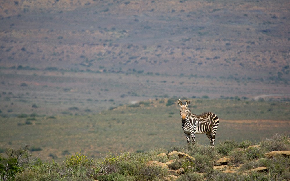 Cape Mountain Zebra