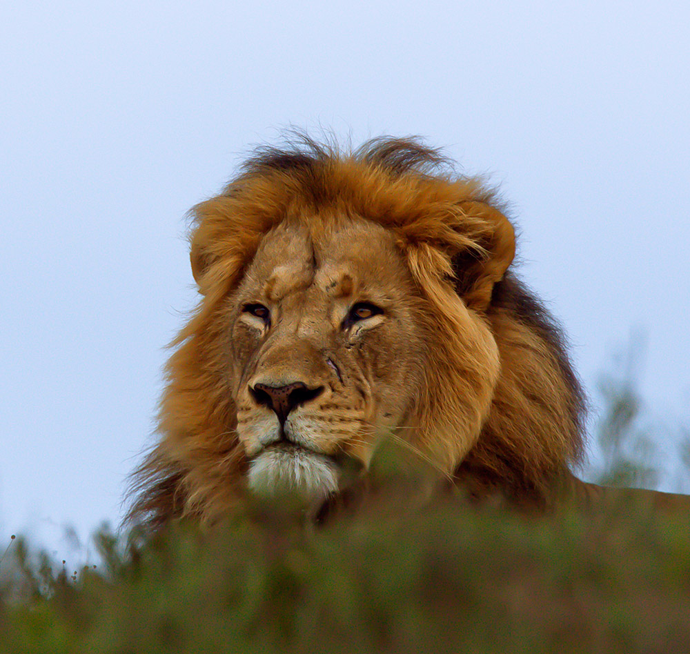 King of the hill. A male lion looks down on cars and ample prey in the Addo Elephant National Park, 20 July 2015.