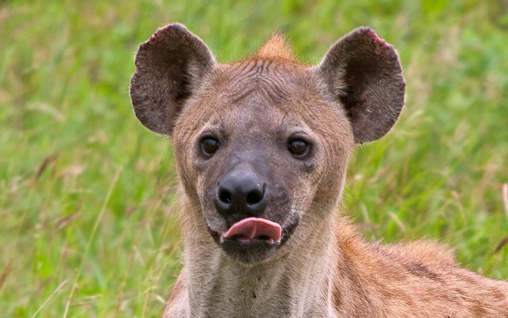 anxious_hyena