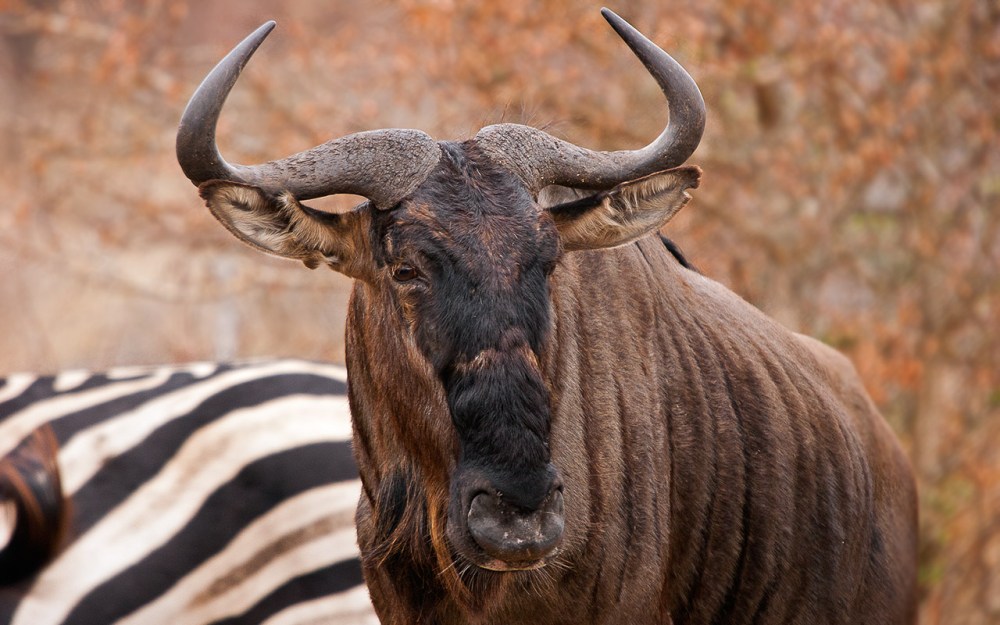 Blue_Wildebesst-2852