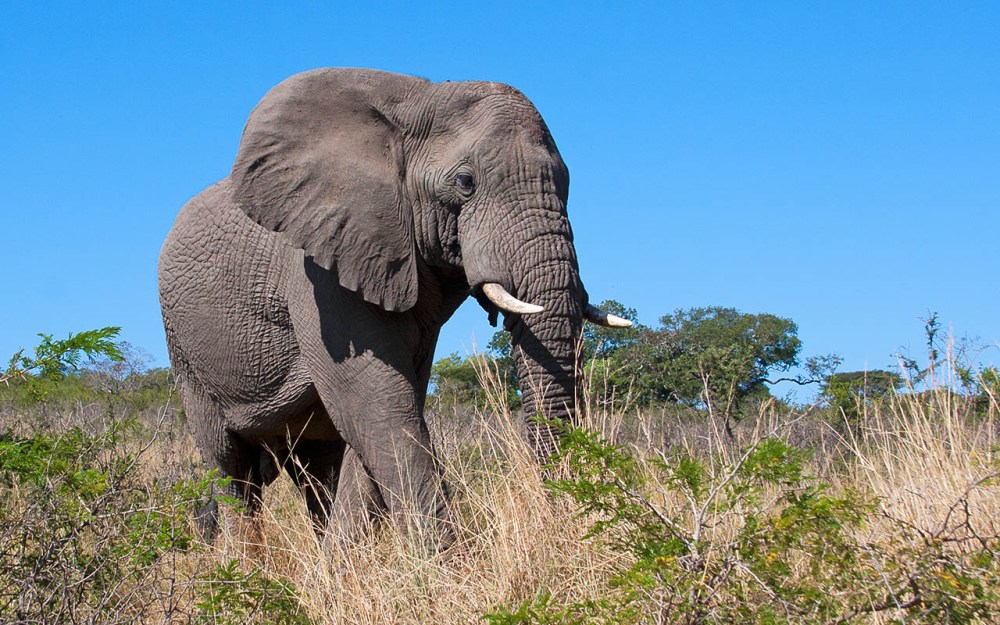 bush_swagger_MG_8817