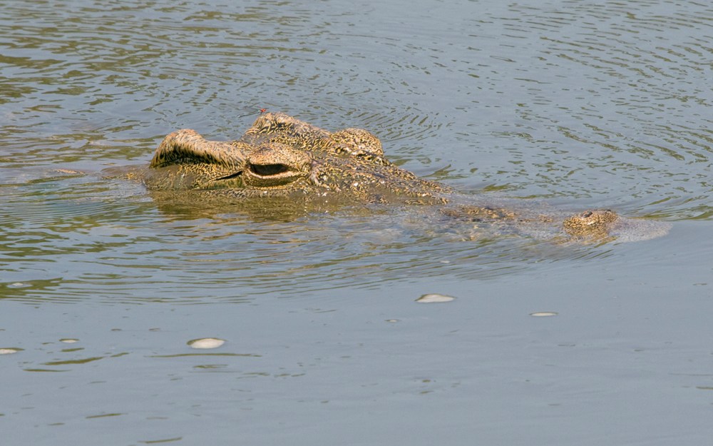 Crocodile_KrugerNP