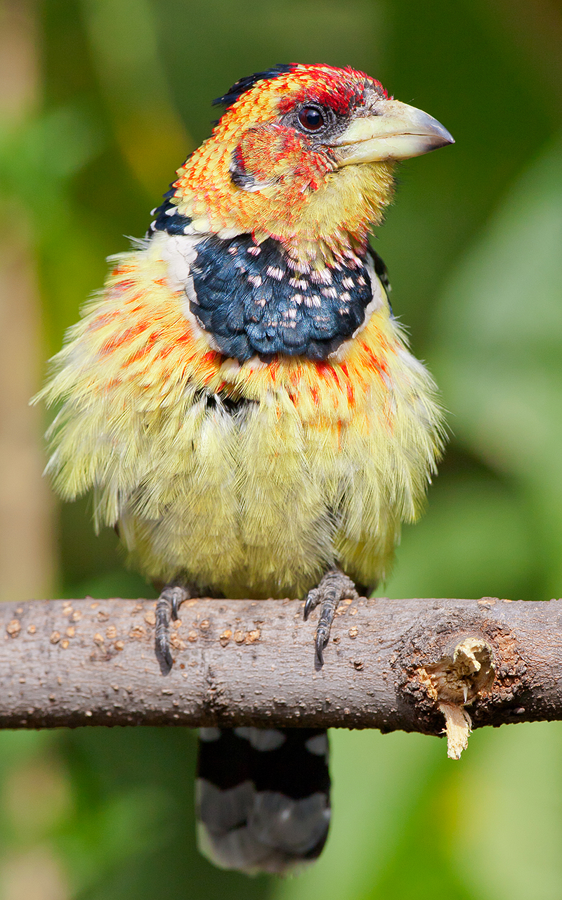A puffed up Crested Barbet