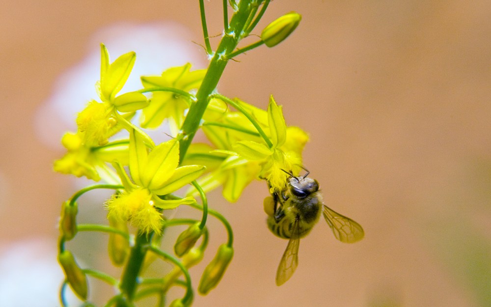This photograph was taken in 2008 in my garden in Johannesburg, and remains a link into my favourite memories of a home I lived in for 12 years.