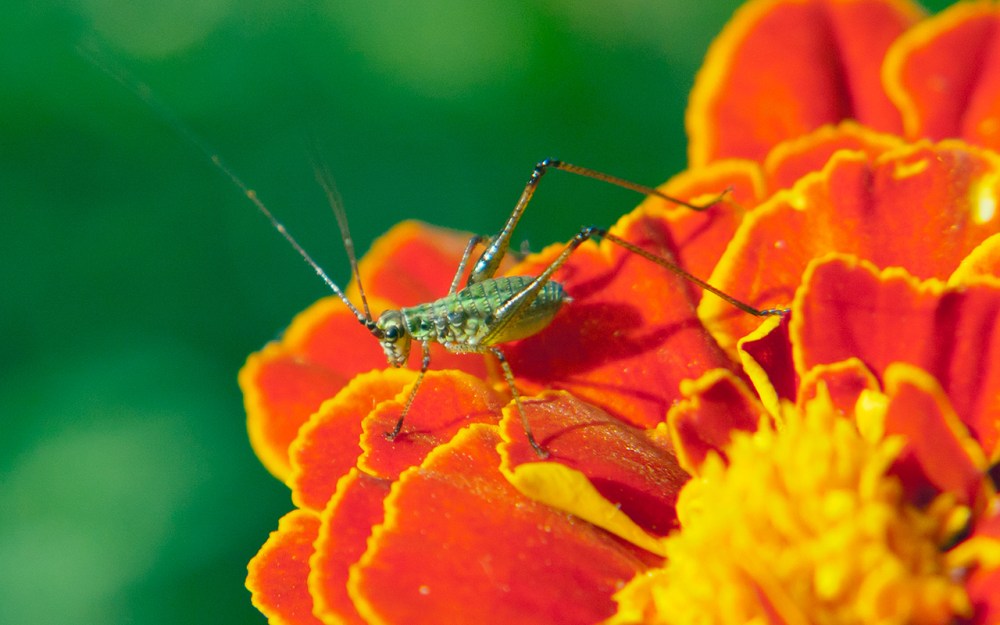 an insect (in the early stages of being a cricket) on a marigold flower