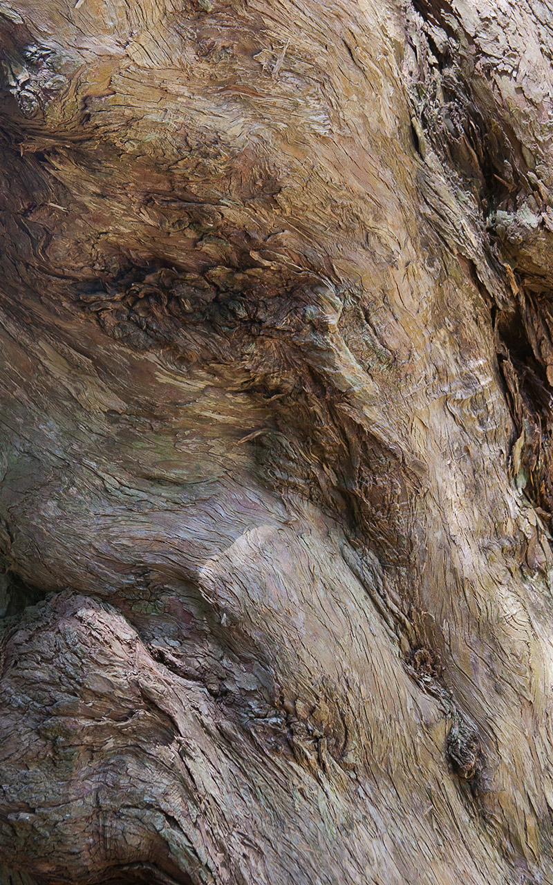 ele_eye_bark_MG_5041