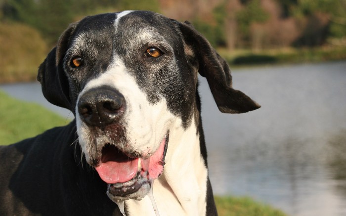 If you want to be happy - be more dog