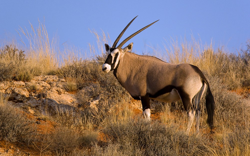 Kgalagadi Transfrontier Park. Gemsbok.