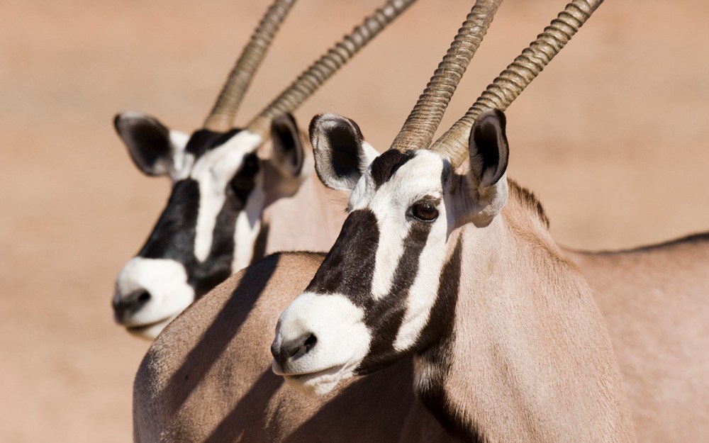 gemsbok in the Kgalagadi Transfrontier Park