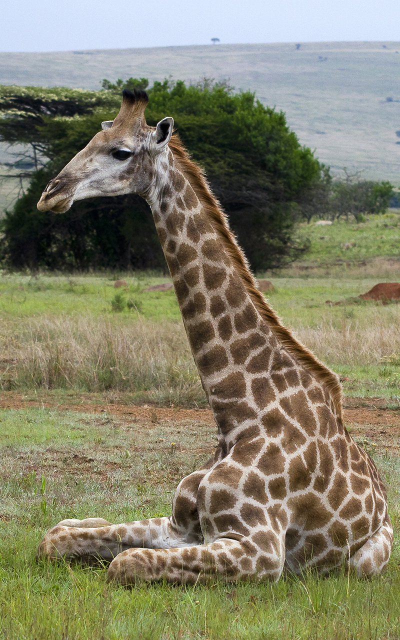 The elegant resting pose of a tall giraffe, Ithala Game Reserve, Kwazulu_Natal.