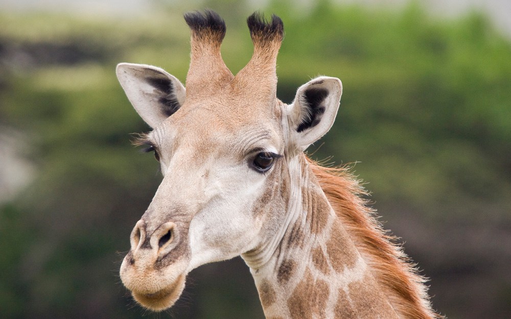Giraffe_Portrait_Ithala