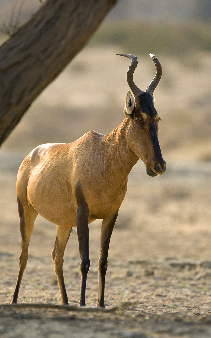 Kgalagadi Transfrontier Park. Red Hartebeest.