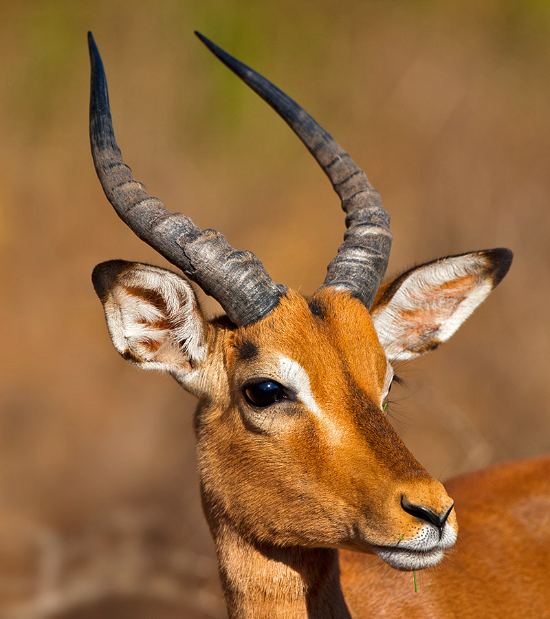 Impala_DEK2596_Mkuzi
