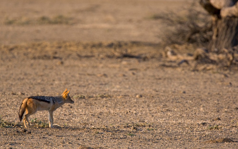Kgalagadi Transfrontier Park. Blackbacked Jackal heading for shelter.
