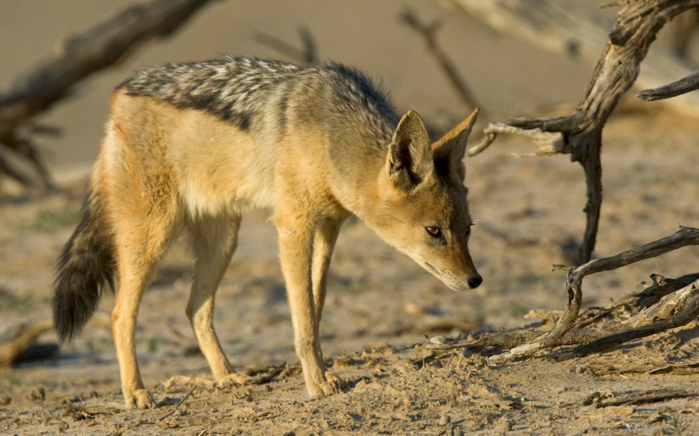 Kgalagadi Transfrontier Park. Blackbacked Jackal.