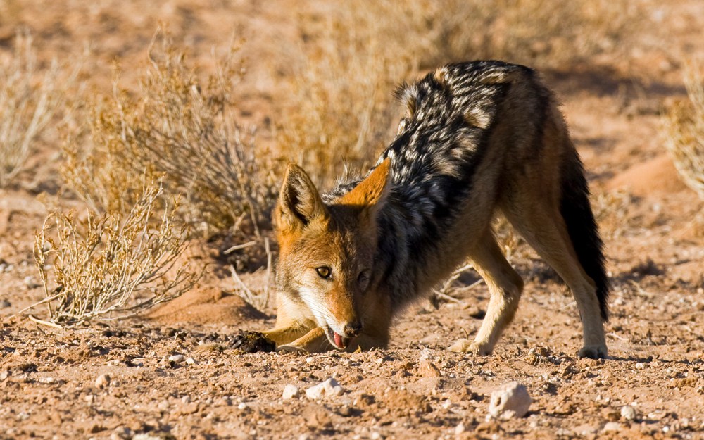 a playful Blackbacked jackal in the Kgalagadi Transfrontier Park