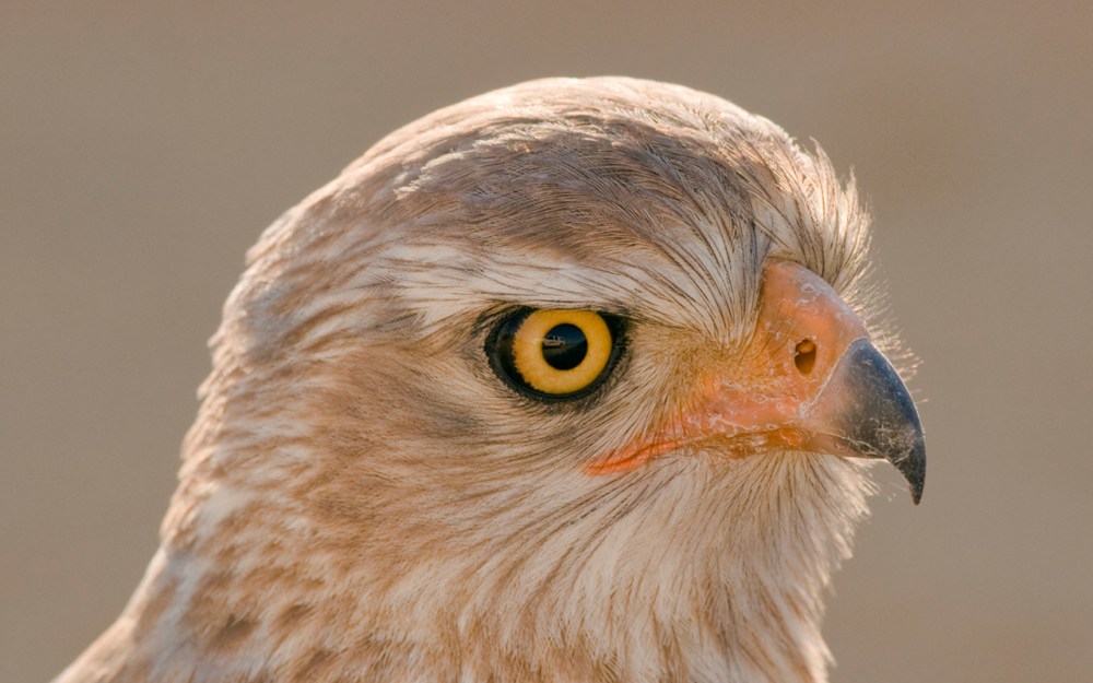 Juv_Pale_Chanting_Goshawk