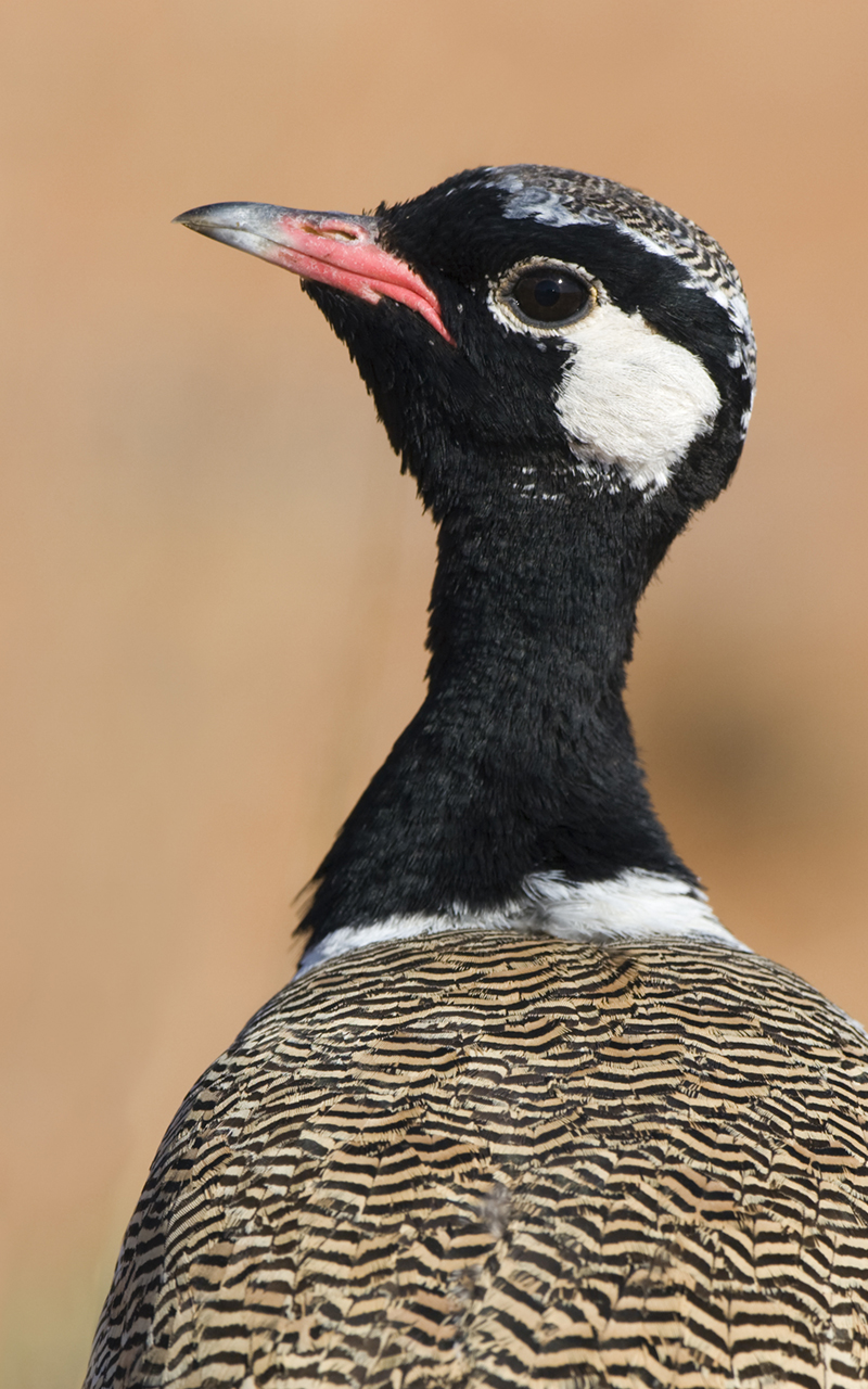 Southern Black Korhaan in the Kgalagadi Transfrontier Park