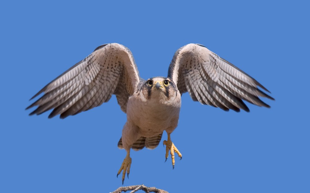 Lanner_MG_7798_HdeKlerk_Kgalagadi