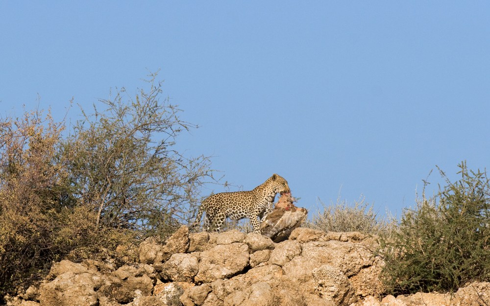 supper: leopard carrying a kori bustard to her young in the Kgalagadi Transfrontier Park