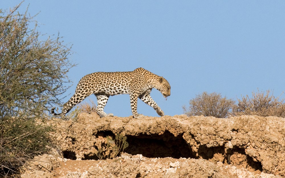 leopard in the Kgalagadi Transfrontier Park