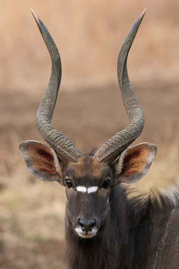 Mkuzi_Nyala_bull_DEK3301