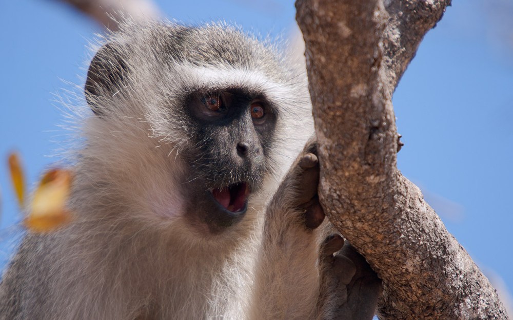 Part of why humans love triangles is that we learn from birth to watch the interaction between two eyes and one mouth and learn to read what it means. I see surprise in this monkey face, but the click of the shutter stops the context from showing itself. Photographers often shoot nature in continuous mode for this very reason. I have a series of expressions from this particular monkey in my archives, but this one amuses me with its assumed astonishment.