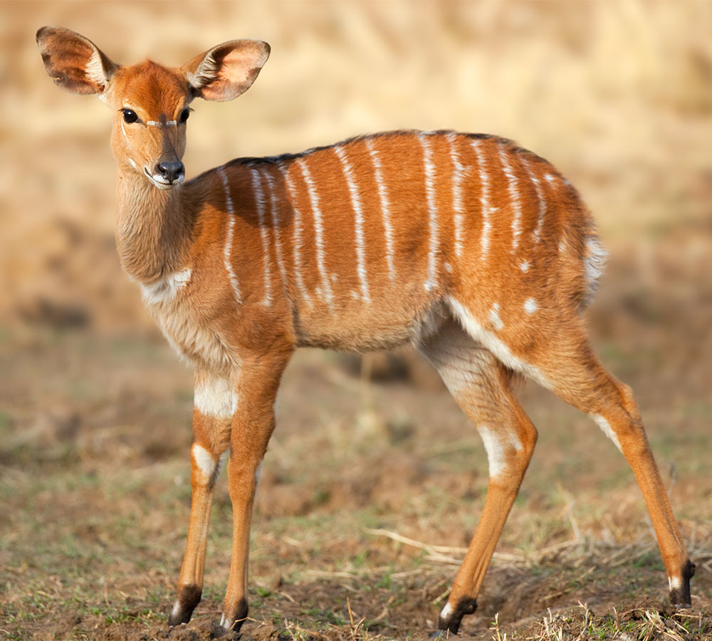 Young Nyala ewe. Mkuzi Nature Reserve, Kwazulu-Natal.