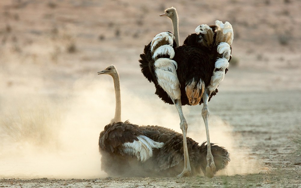 Ostritch_pair_6937_Kgalagadi