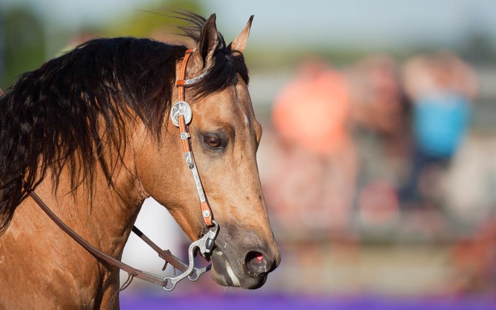 Quaterhorse stallion: Copy Cat