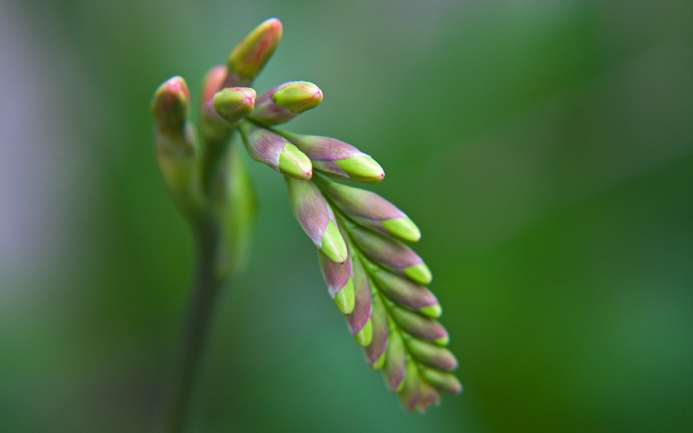 Reaching_lilies_DEK8190