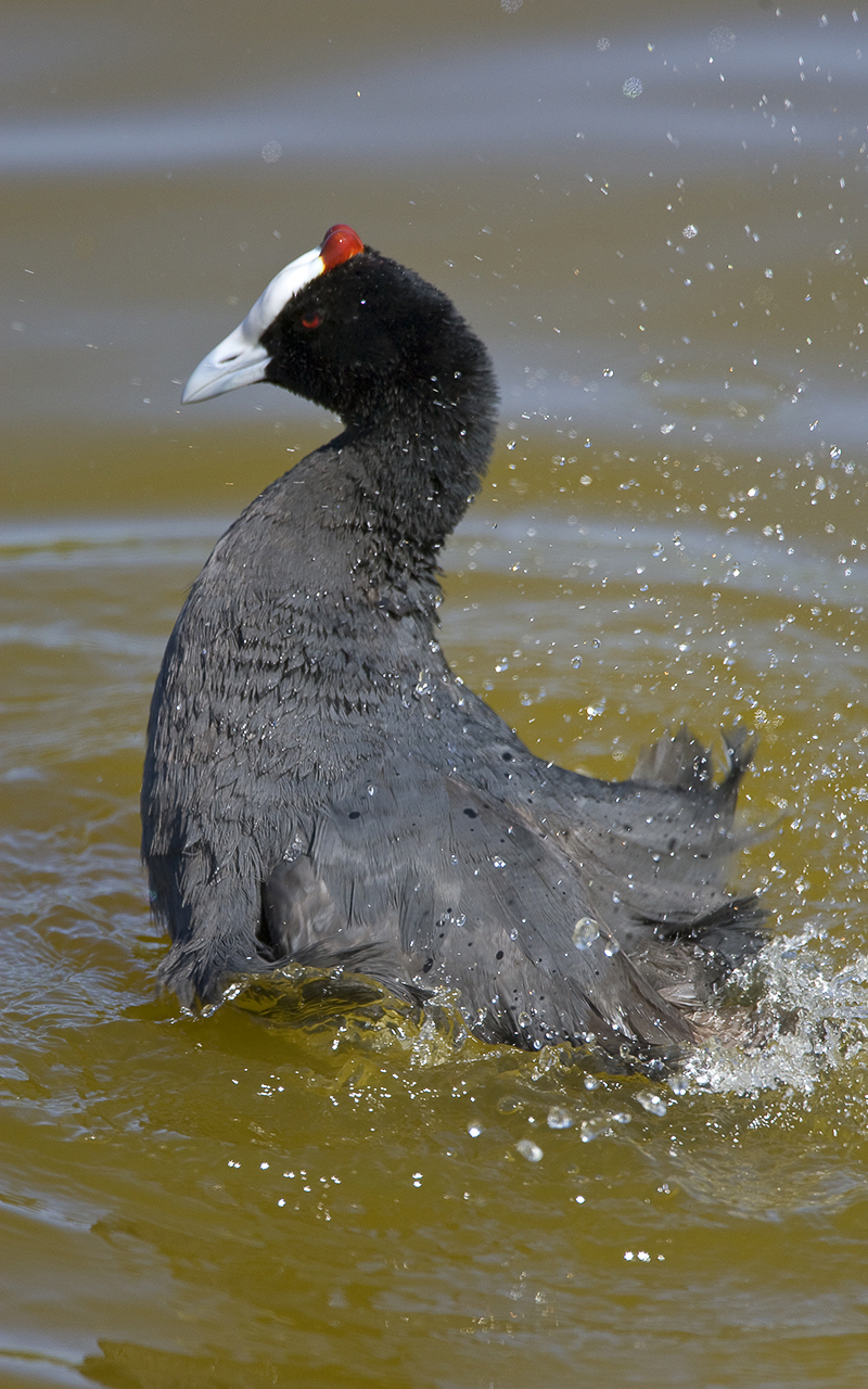 Redknobbed_Coot_HdeKlerk_WestCoastNP
