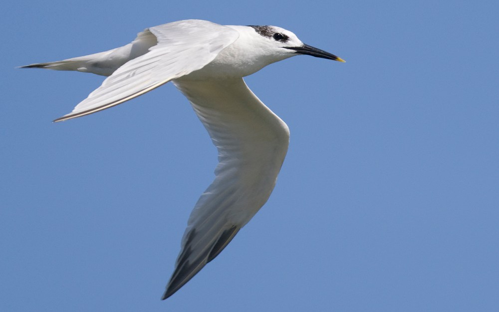Sandwich Tern in flight, Velddrift, Western Cape