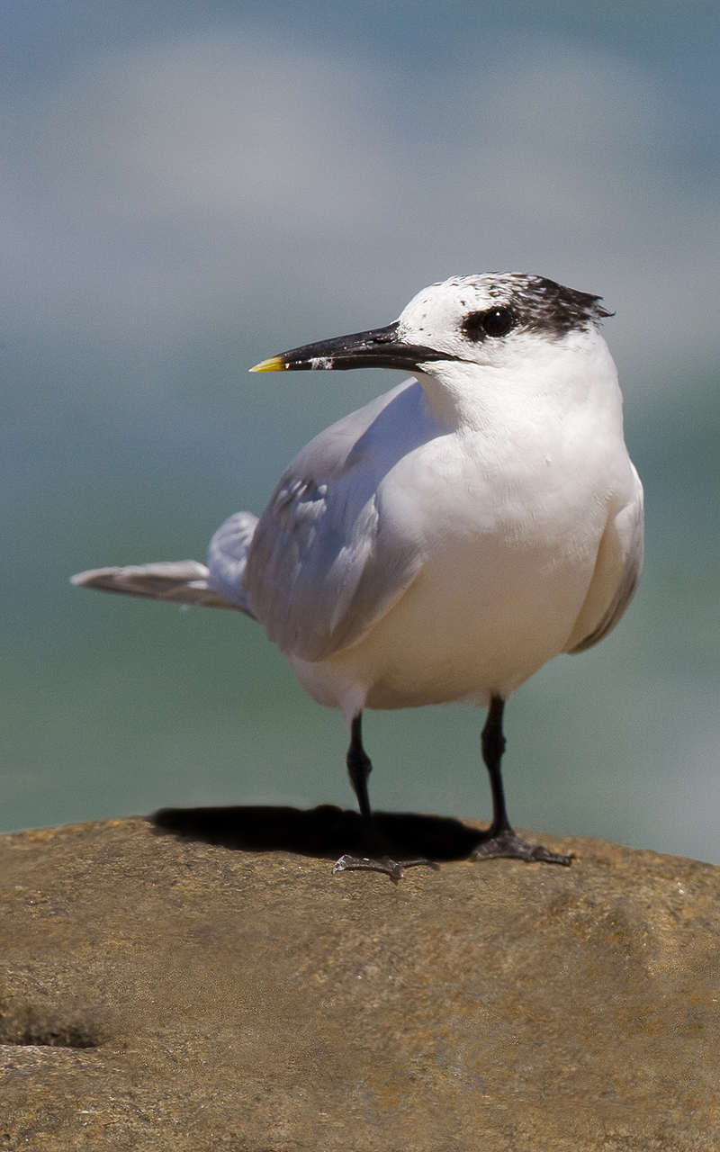 Sandwich_Terns_WestCoastNP