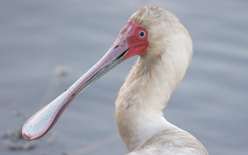 At a distance birds may be hard to distinguish, but this close up view of a spoonbill clearly shows the reason for its name. The blue ring around its eye, furthermore, is the perfect make up for the watery surrounds within which it can be found.