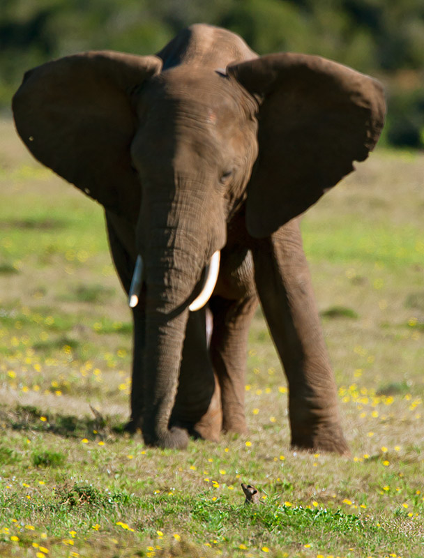 This elephant was clearly curious if not perturbed by finding a mongoose in his playing field. He approached with ears flapping and truck making little curling circles on the ground.Perhaps they have been friends for a long time, but I surely wondered what they thought of each other in this momentary encounter. Photograph taken by Hannelie de Klerk at Addo Elephant National Park. ISO 400, f5.6, 1/1600, -0,67 exposure compensation, 14;31, july 2015 