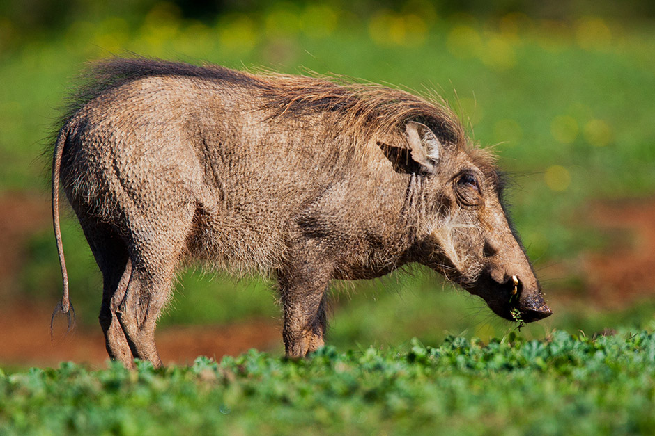 This tough Common Warthog appears to have a struggle with keeping warm at the Addo Elephant National Park. Photograph taken by Hannelie de Klerk at 10:40 AM on 19 July 2015.