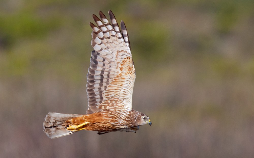Marsh Harrier hunting at Abramskraal, West Coast National Park.