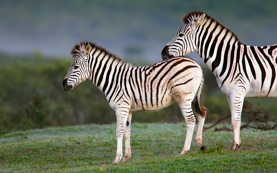 Young Plains Zebra kicks up its heels in anticipation of an early morning run overseen by its caretaker. ISO 1600, 1/200, f5.6, 700mm, Canon 1DmkIII taken by Hannelie de Klerk at Addo Elephant National Park, 19 July 2015.