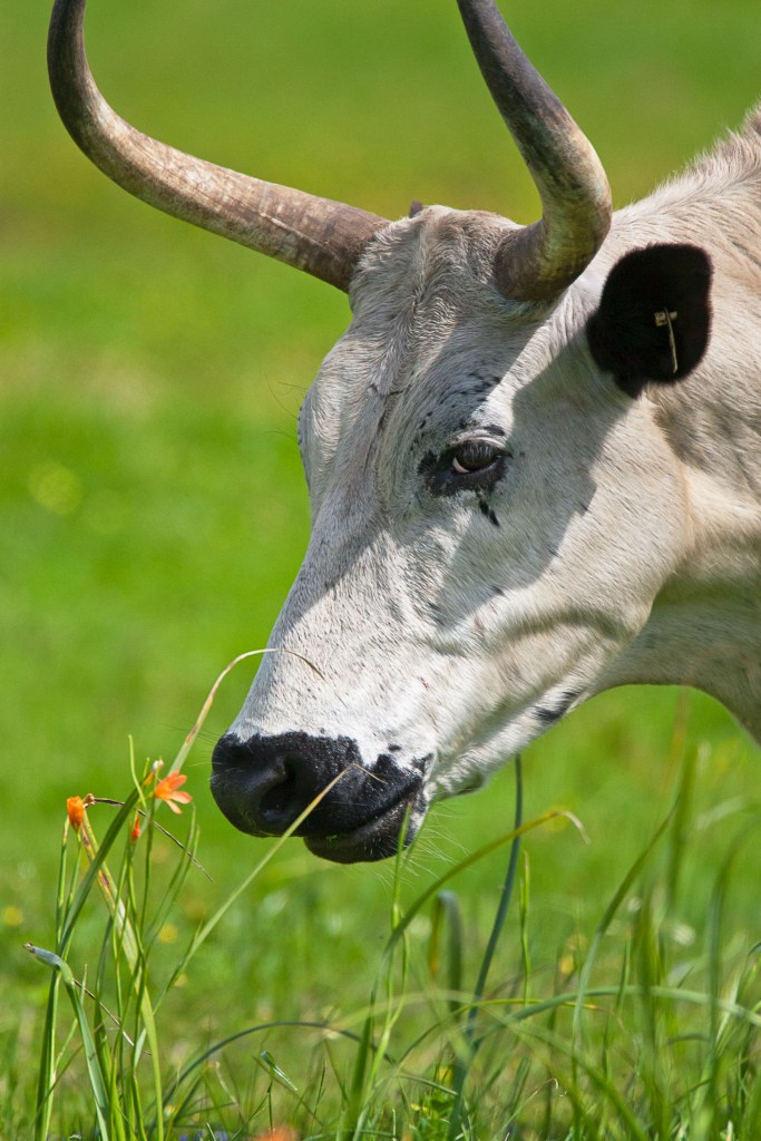 Small flower reaching for the sky mirrored by the massive horns of this Nguni.