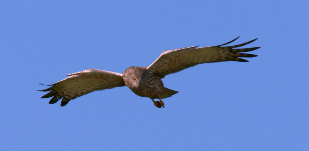 Black_Harrier_Juv_2015_09_24_WCNP