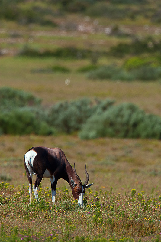 Blesbok grazing in the Postberg section of the West Coast National Park
