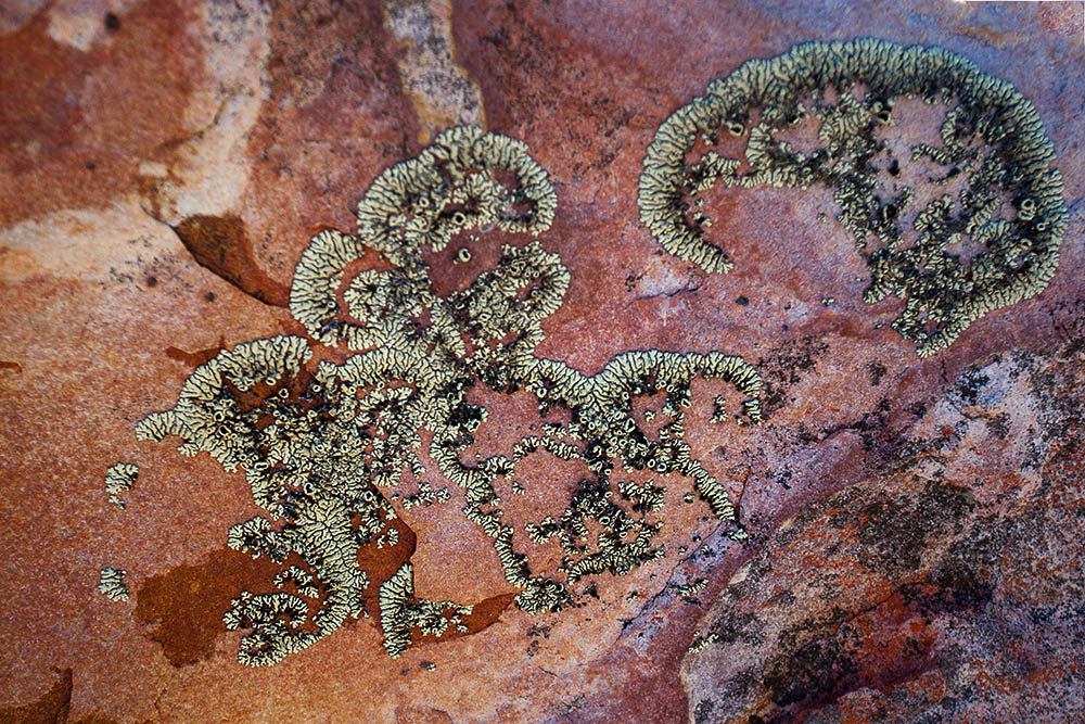 Lichen growing on the rocks at Kagga Kamma