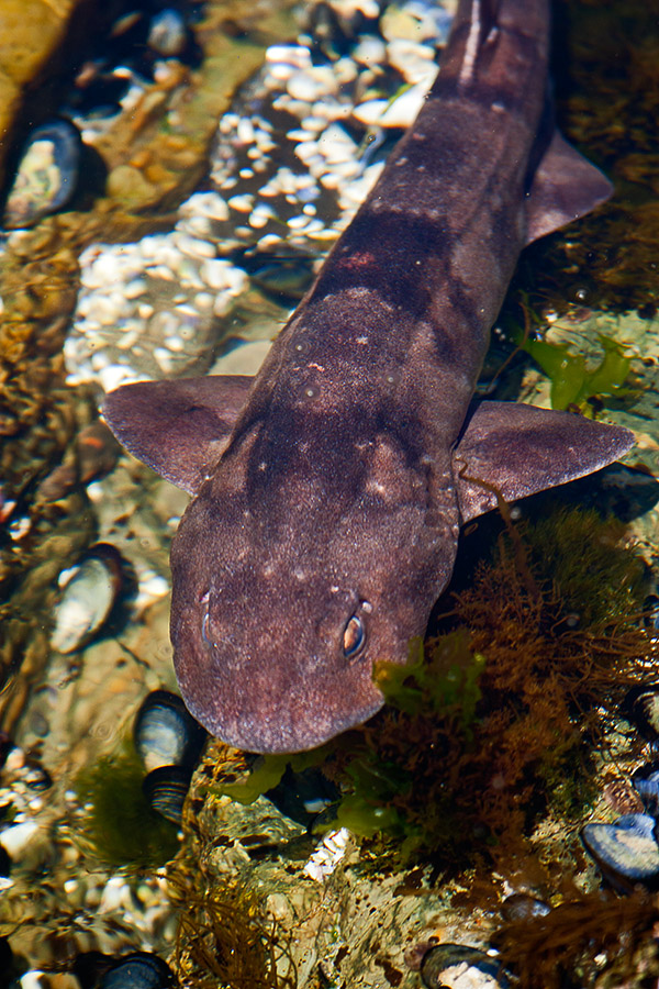 moreshysahrk_DEK5194