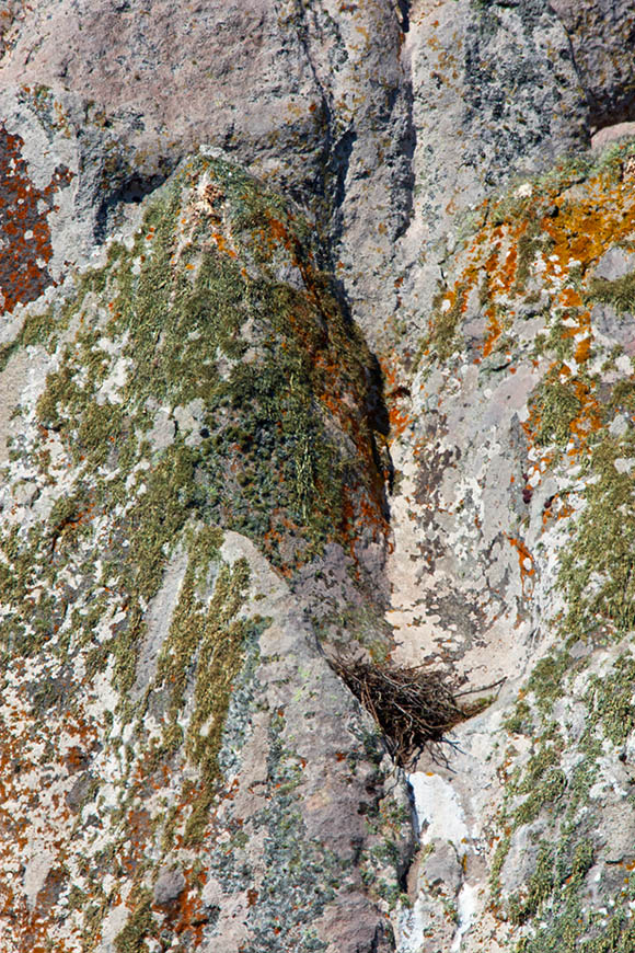 Rockface in the Postberg section of the West Coast National Park.