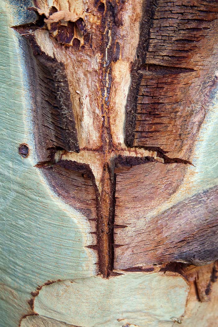 One of my last pictures captured during  a feverish 2015.