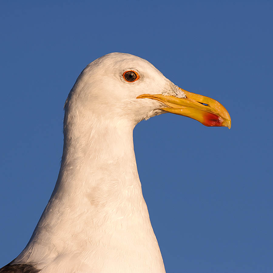 Kelp_Gull