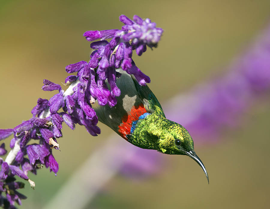 Southern_(lesser)_double-collared_Sunbird