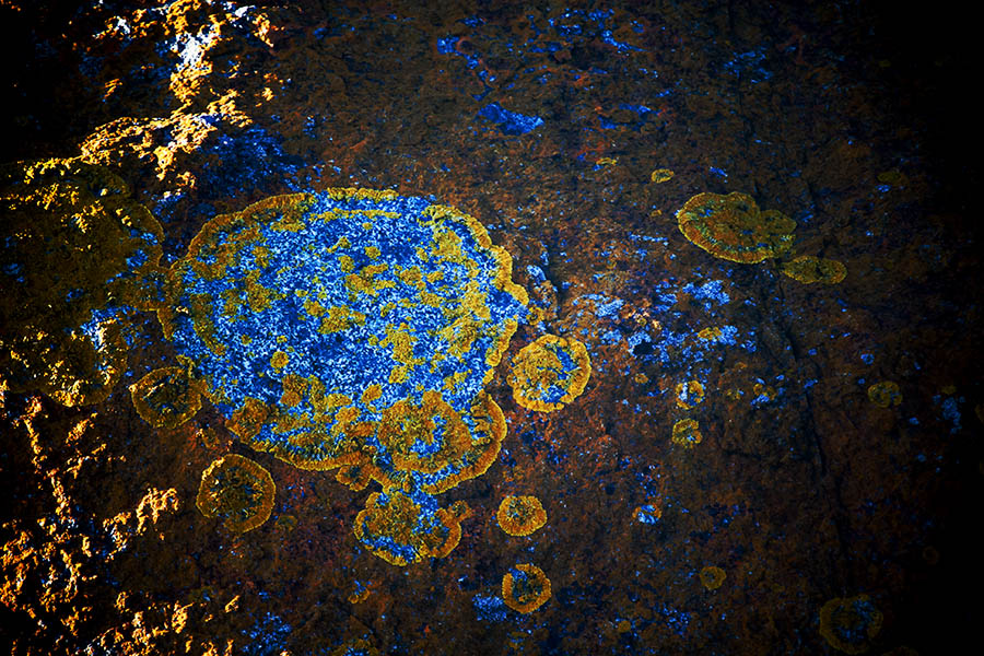 2016_06_28_Yzerfontein_lichen_art_0010