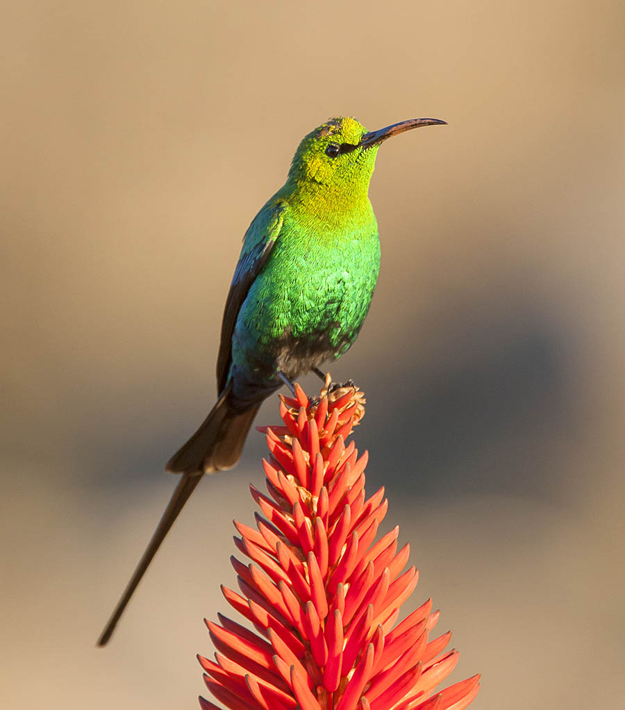 2016_06_28_Yzerfontein_MalachiteSunbird_0016